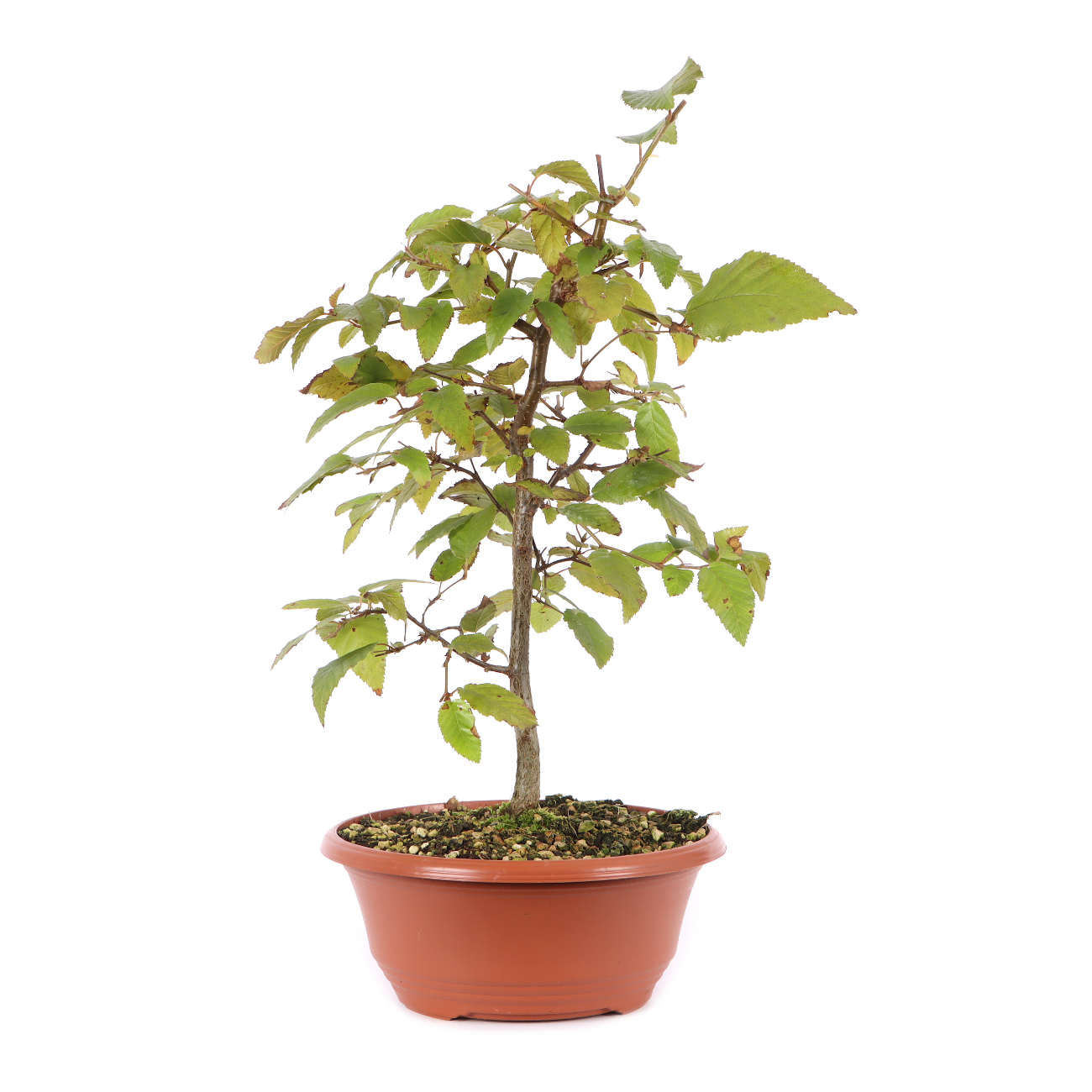 Carpinus turczaninowii