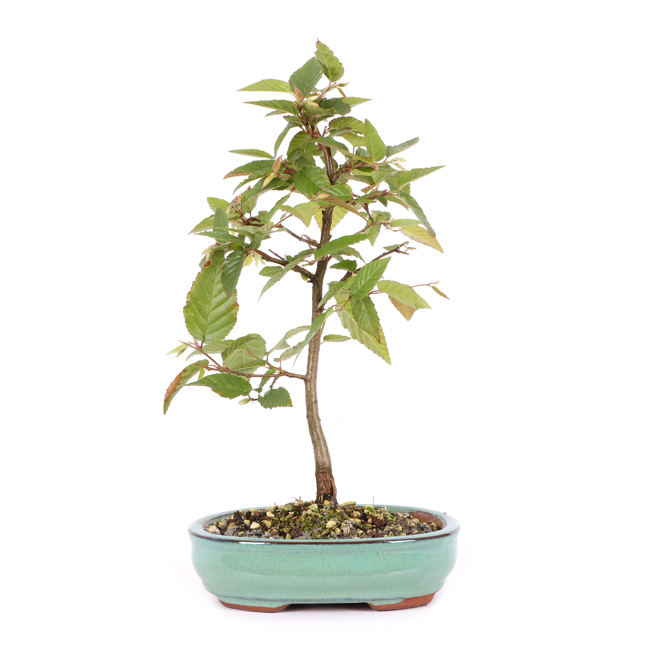 Carpinus turczaninowii