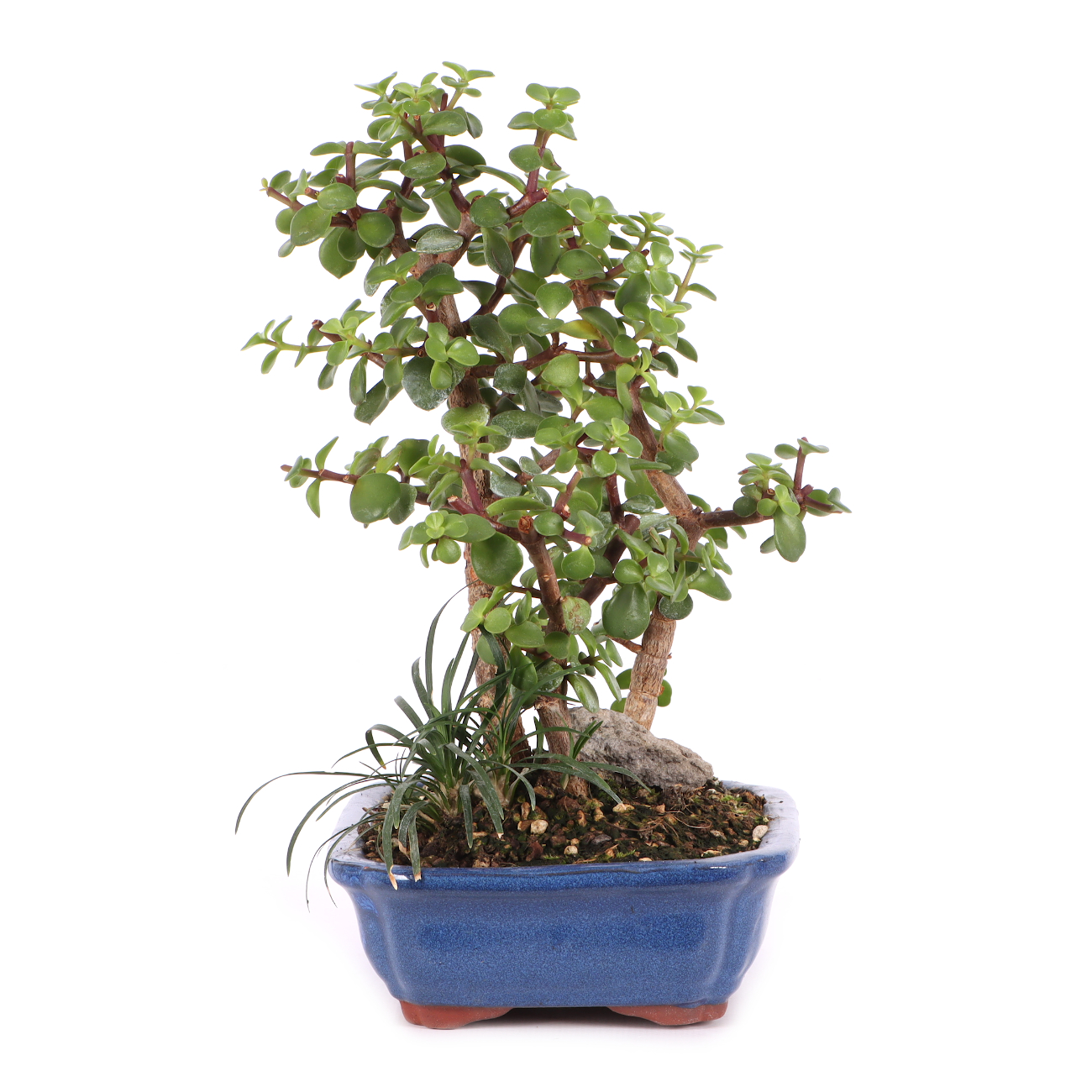 Portulacaria afra