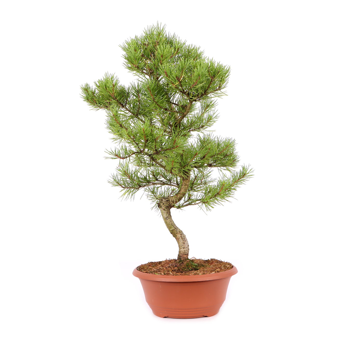 Pinus sylvestris