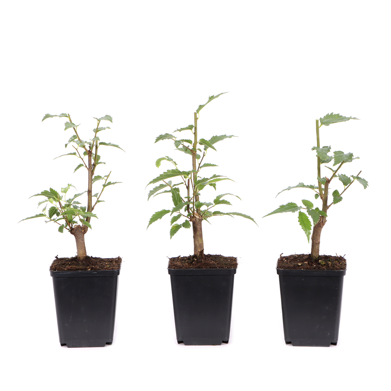 Celtis australis