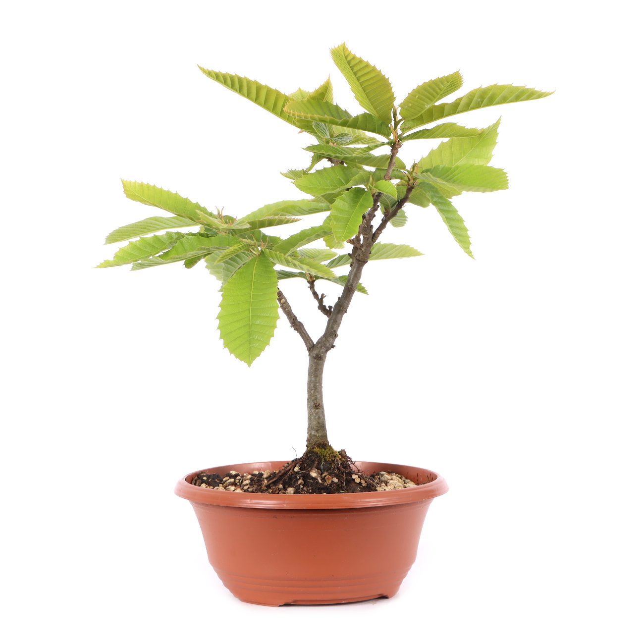 Castanea sativa