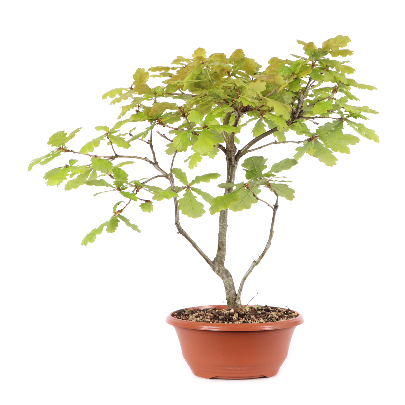 Quercus robur
