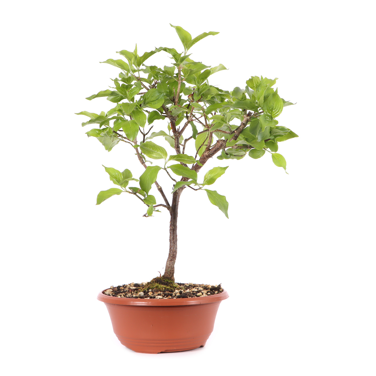 Cornus mas