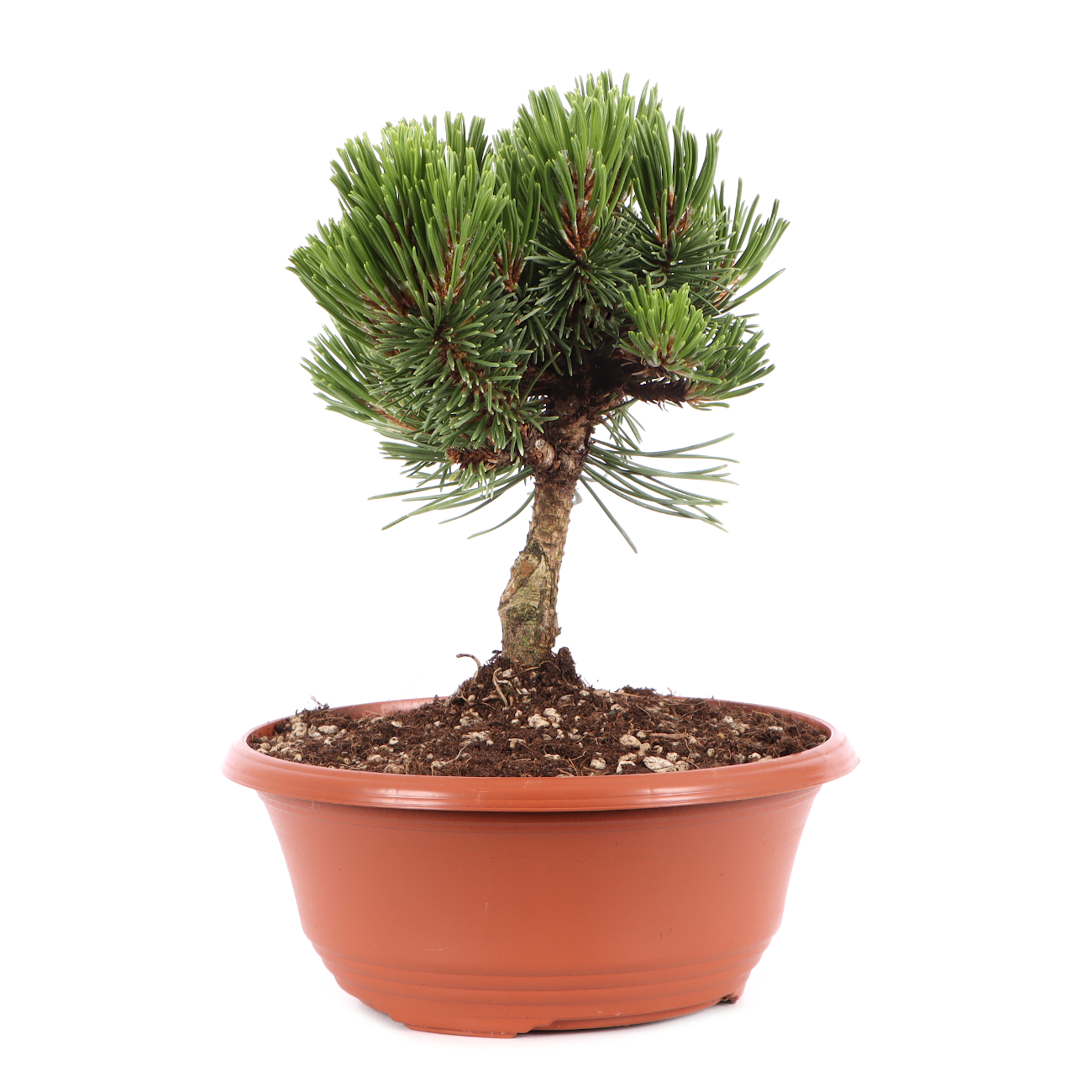 Pinus mugo 'Sherwood Compact'