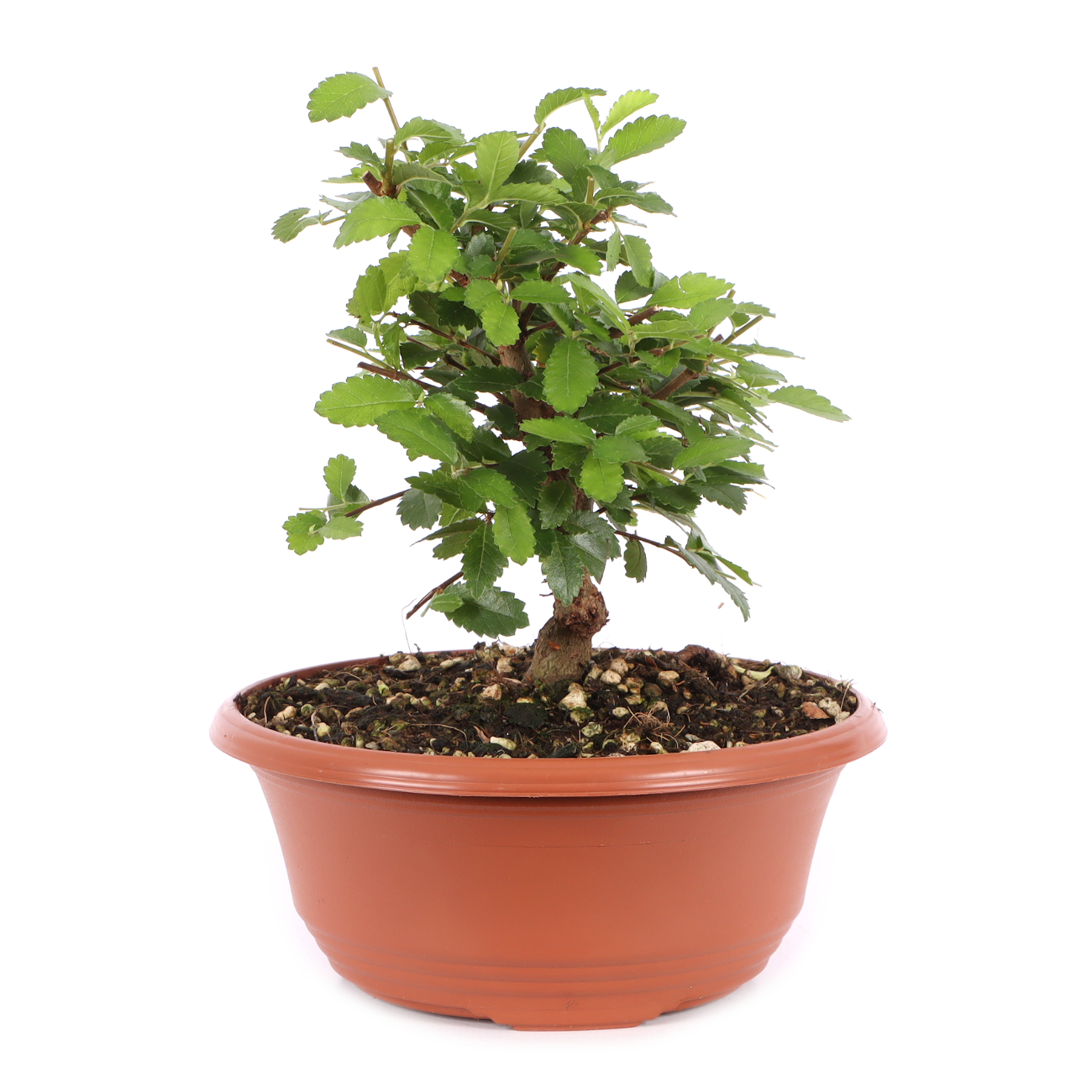 Ulmus japonica