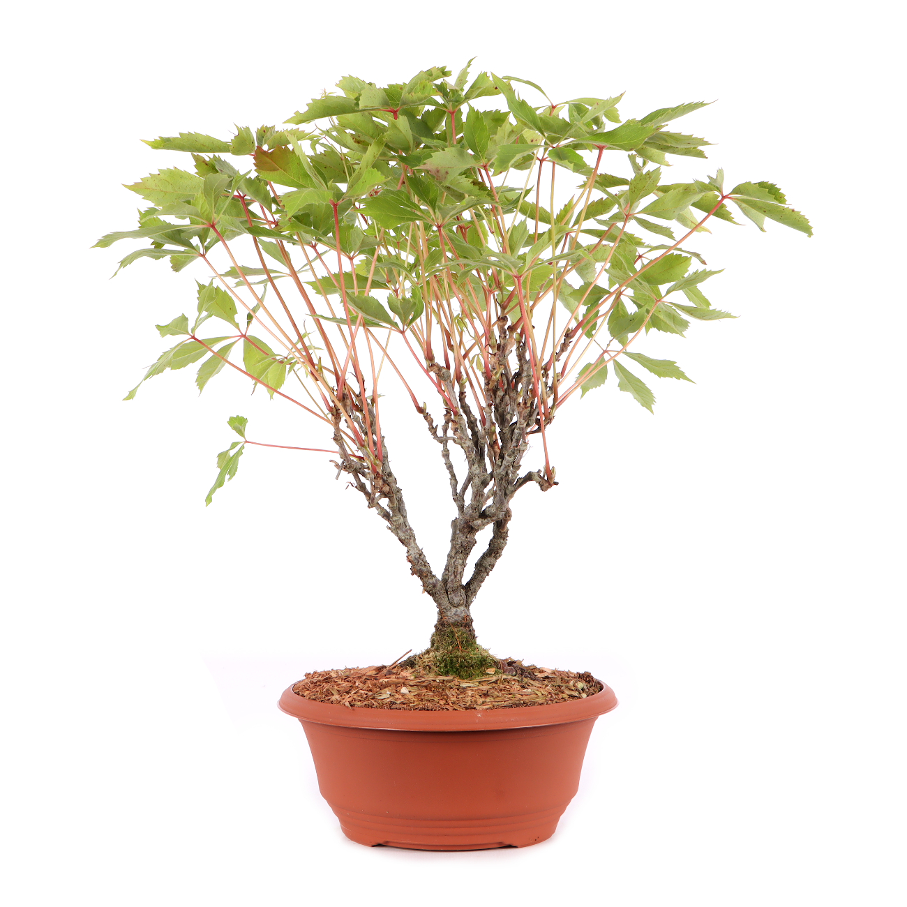 Parthenocissus quinquefolia