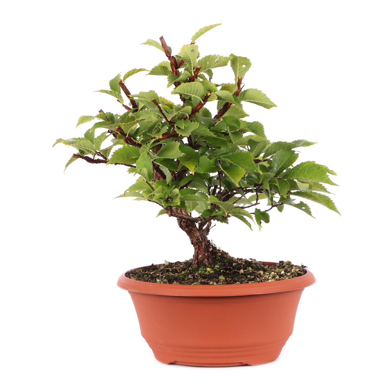 Ulmus minor var.