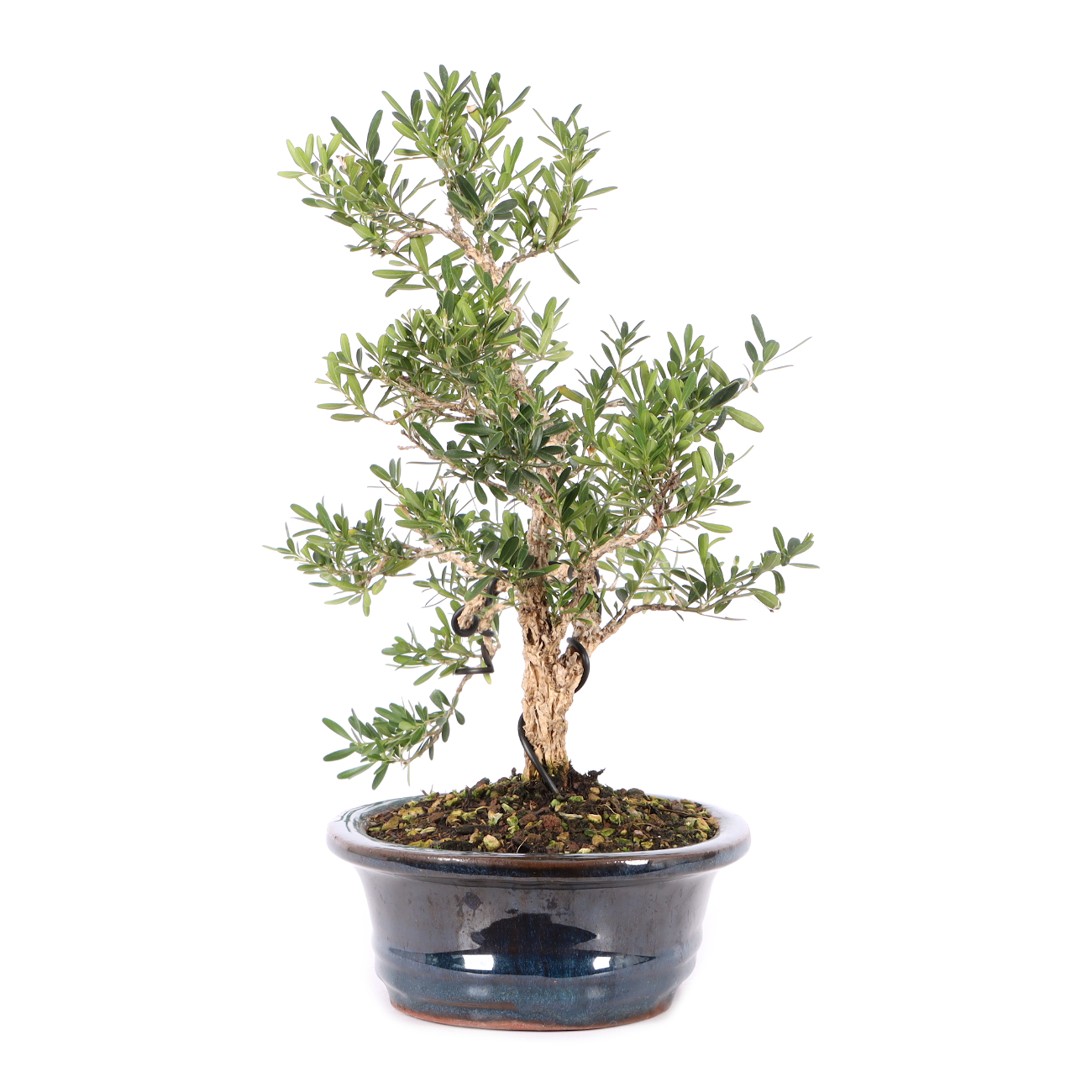 Buxus sinica var. sinica