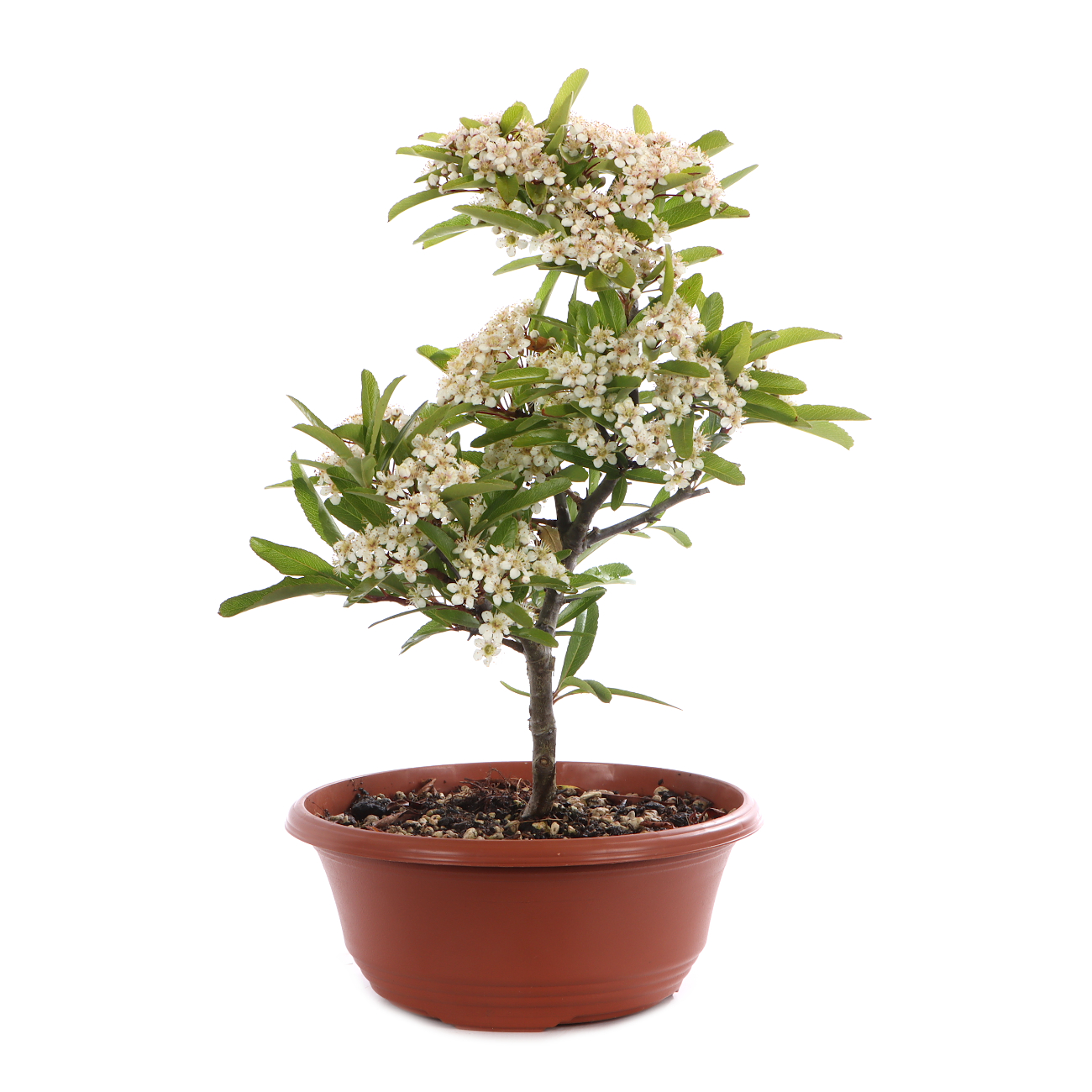 Pyracantha angustifolia