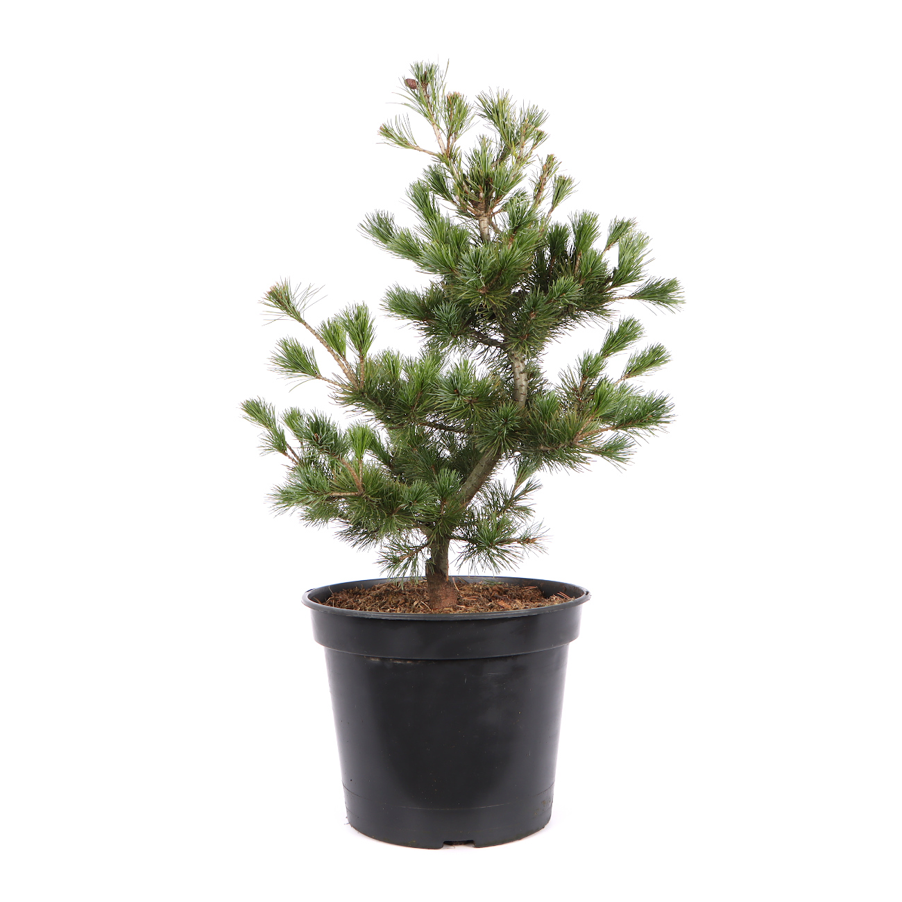 Pinus parviflora 'Negishi'