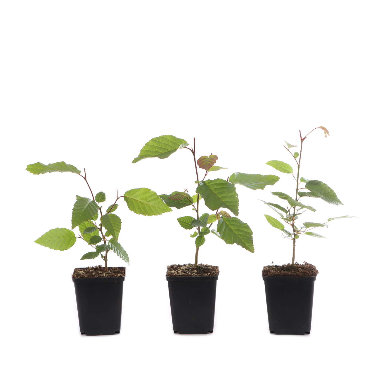 Carpinus turczaninowii