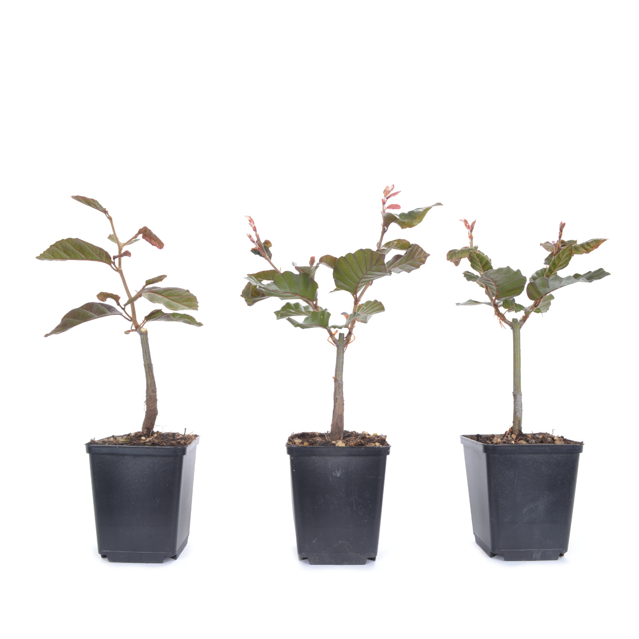 Fagus sylvatica f. purpurea