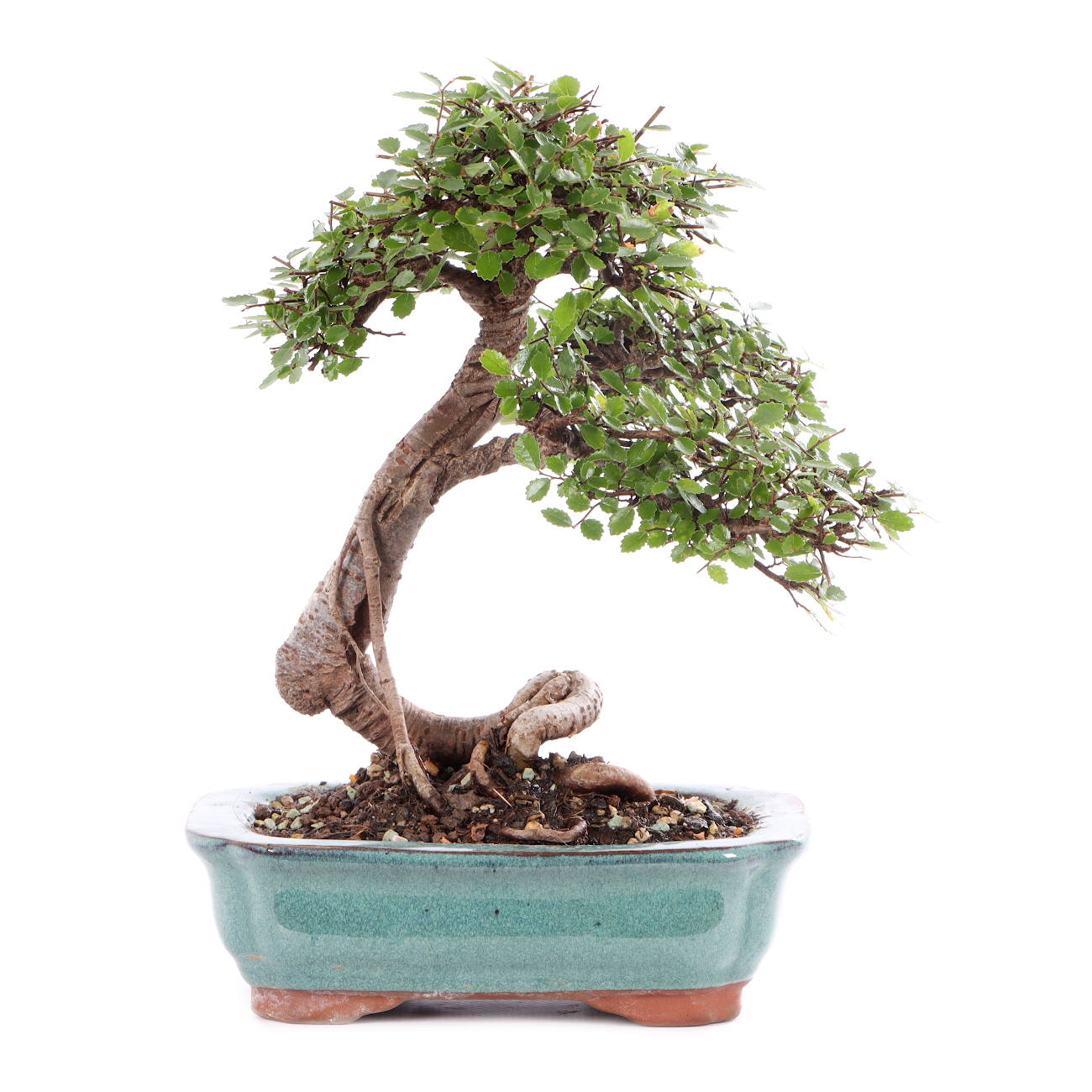 Ulmus parvifolia