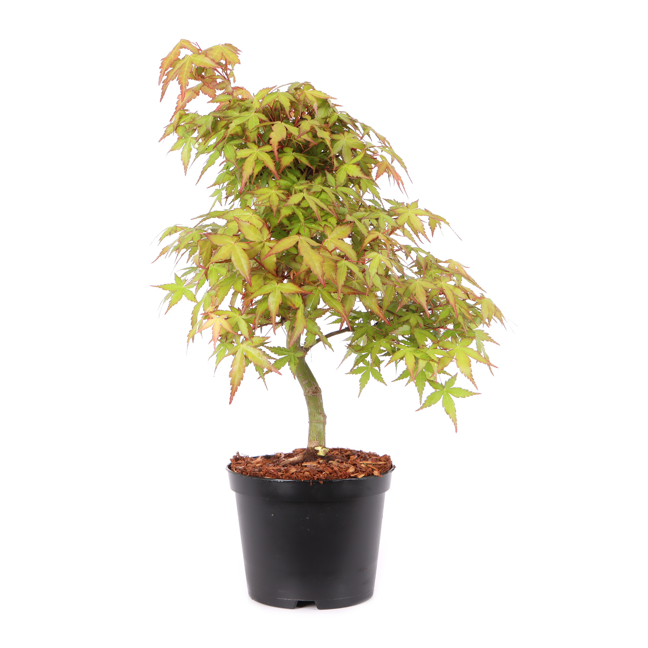 Acer palmatum