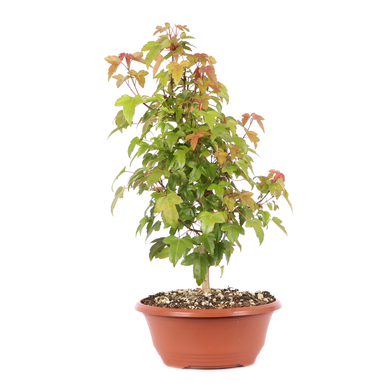 Acer buergerianum