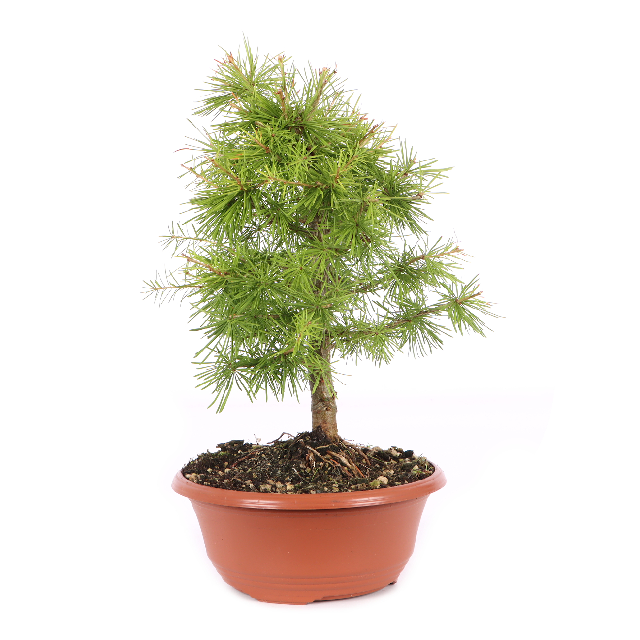 Larix decidua
