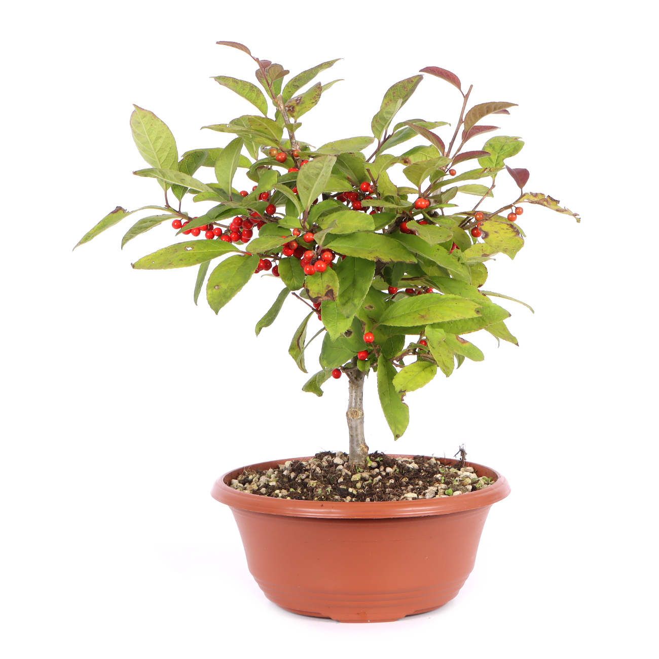 Seitenansicht rechts