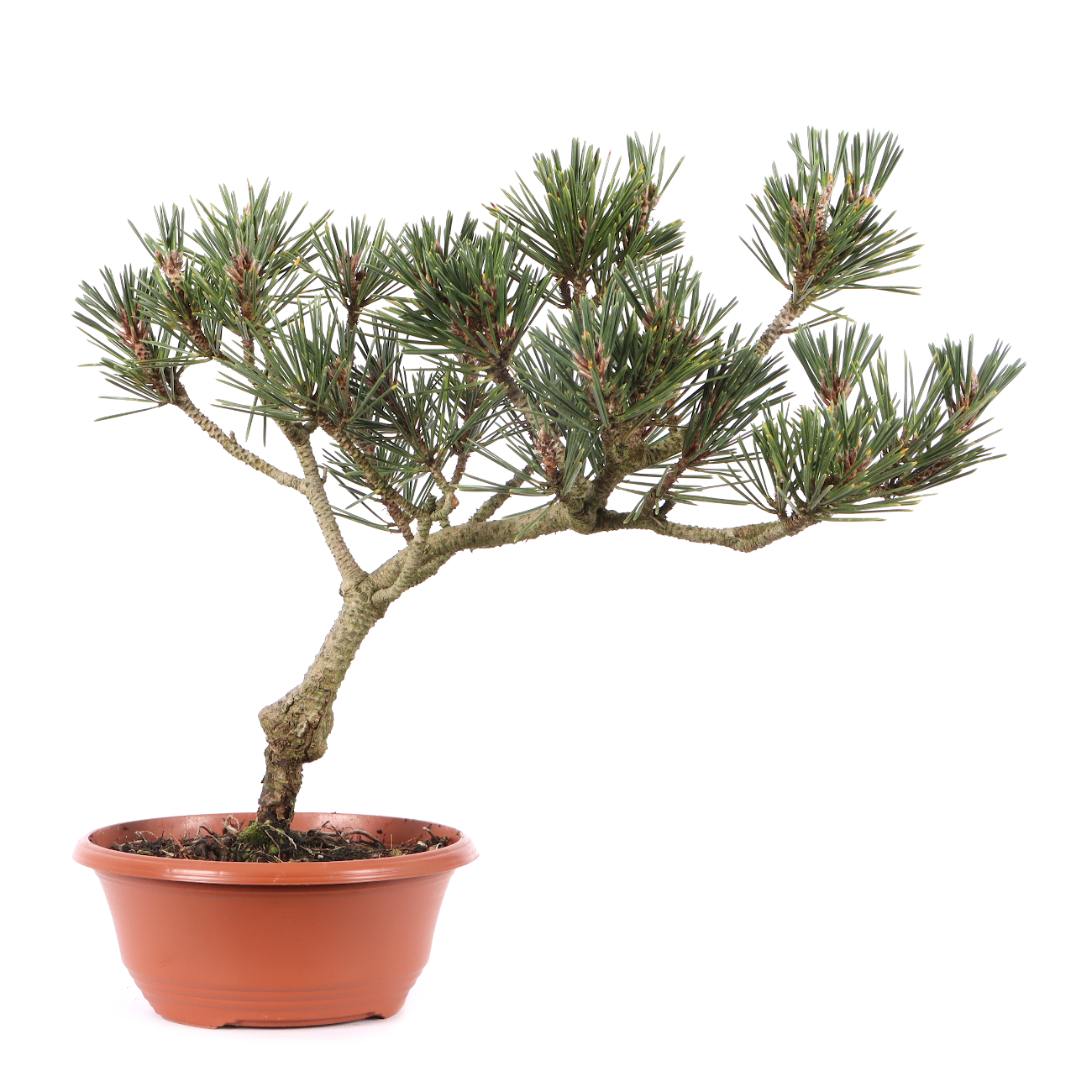 Pinus thunbergii 'Kotobuki'