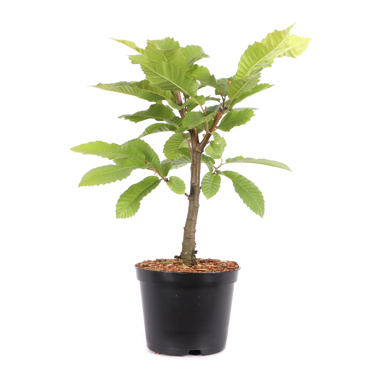 Castanea sativa