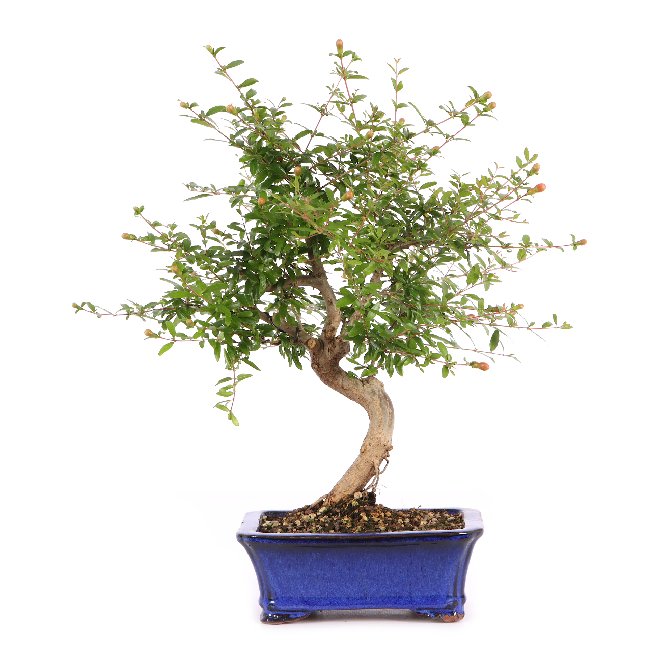 Punica granatum 'Nana'
