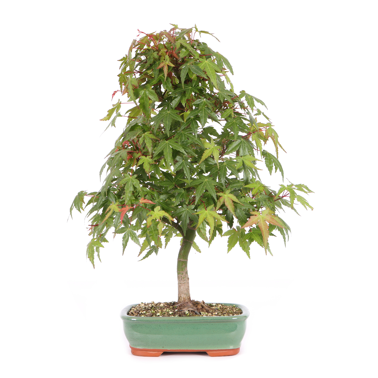 Acer palmatum