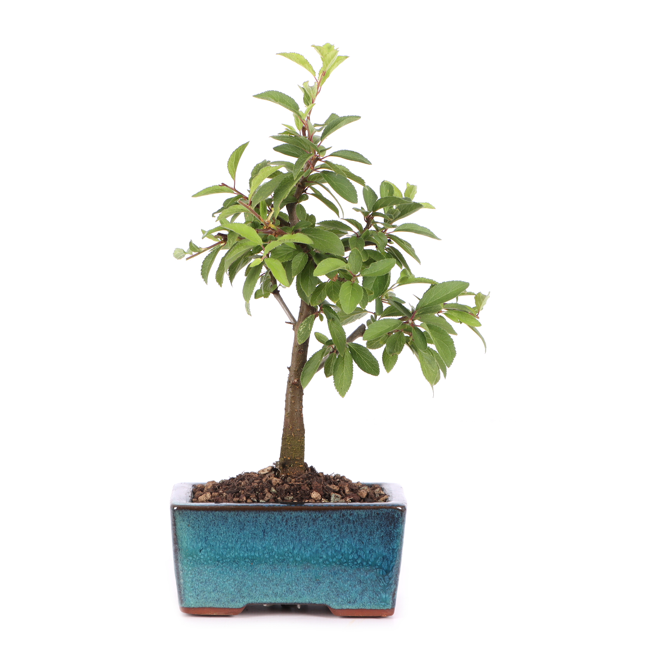 Prunus spinosa