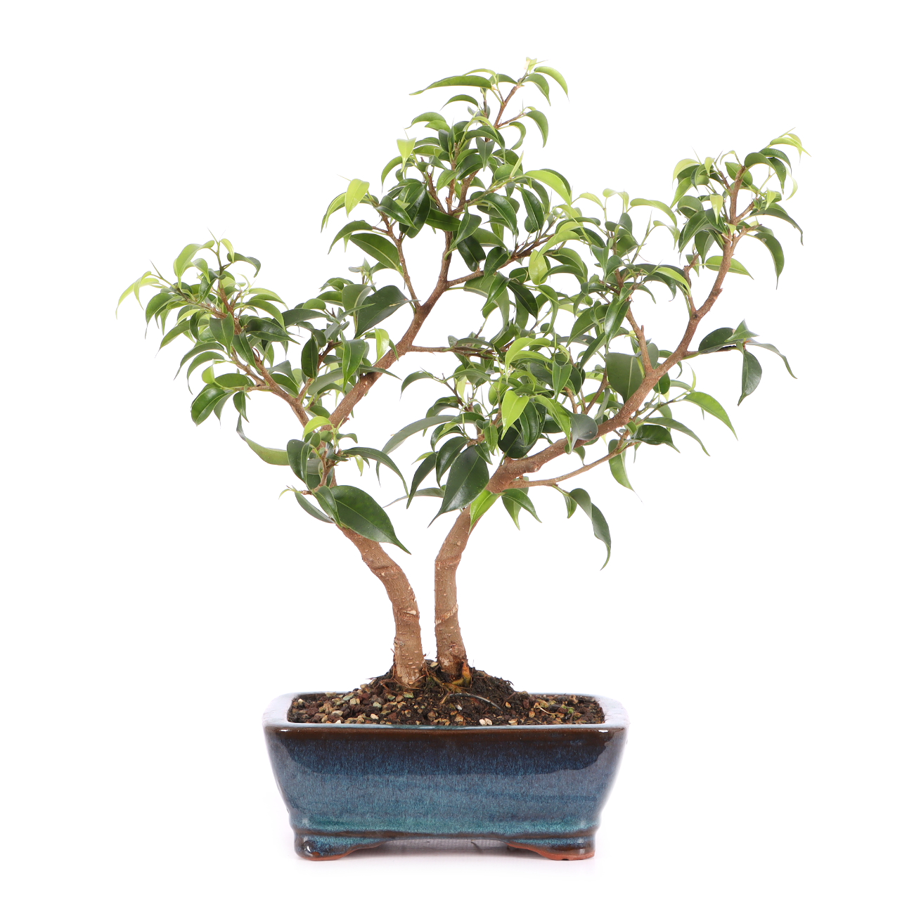 Ficus benjamina 'Natasja'