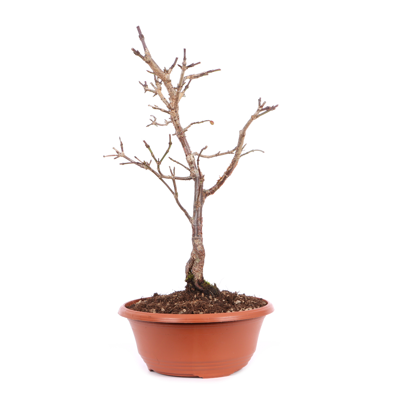 Seitenansicht rechts