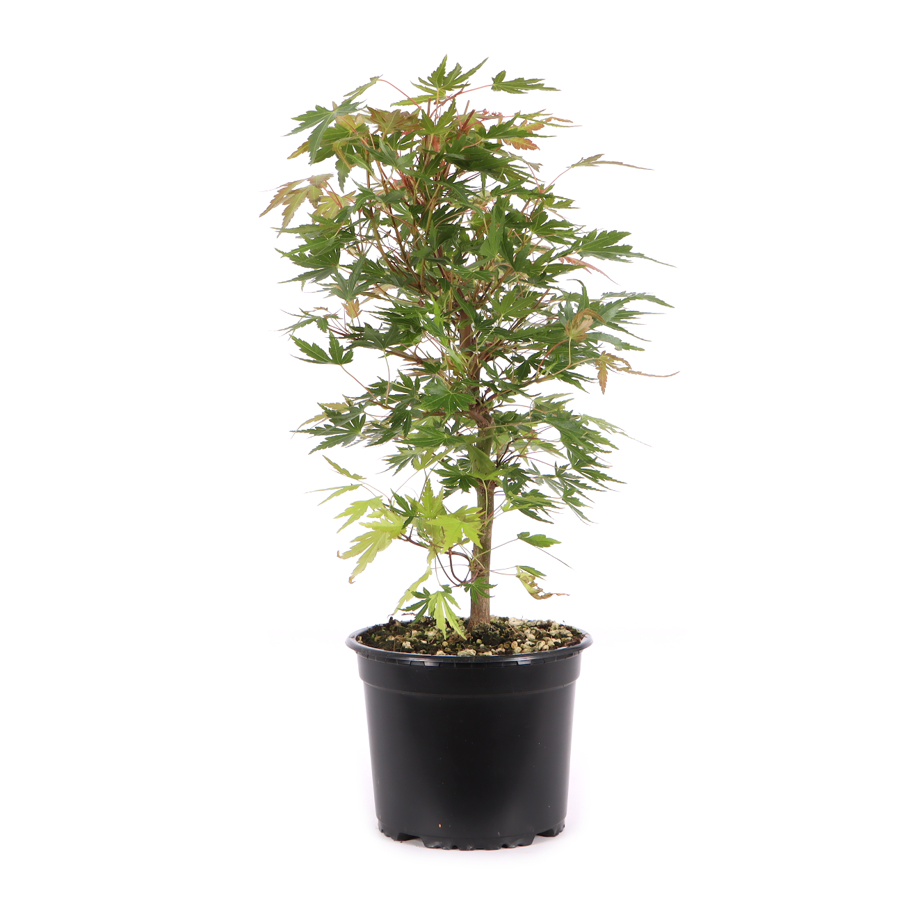 Acer palmatum