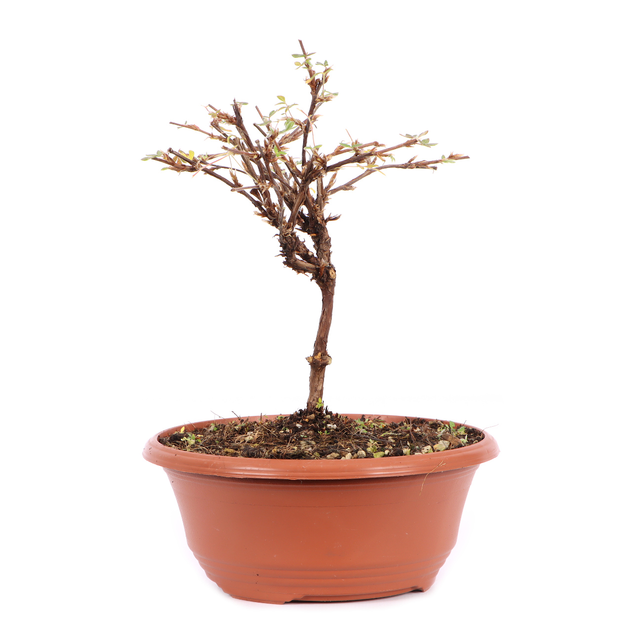 Seitenansicht rechts