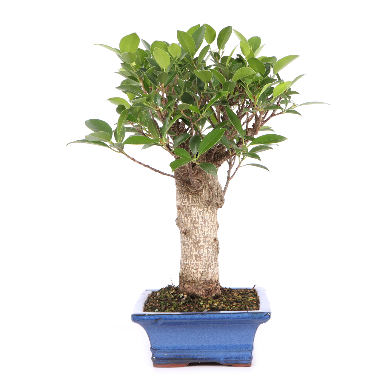 Seitenansicht rechts