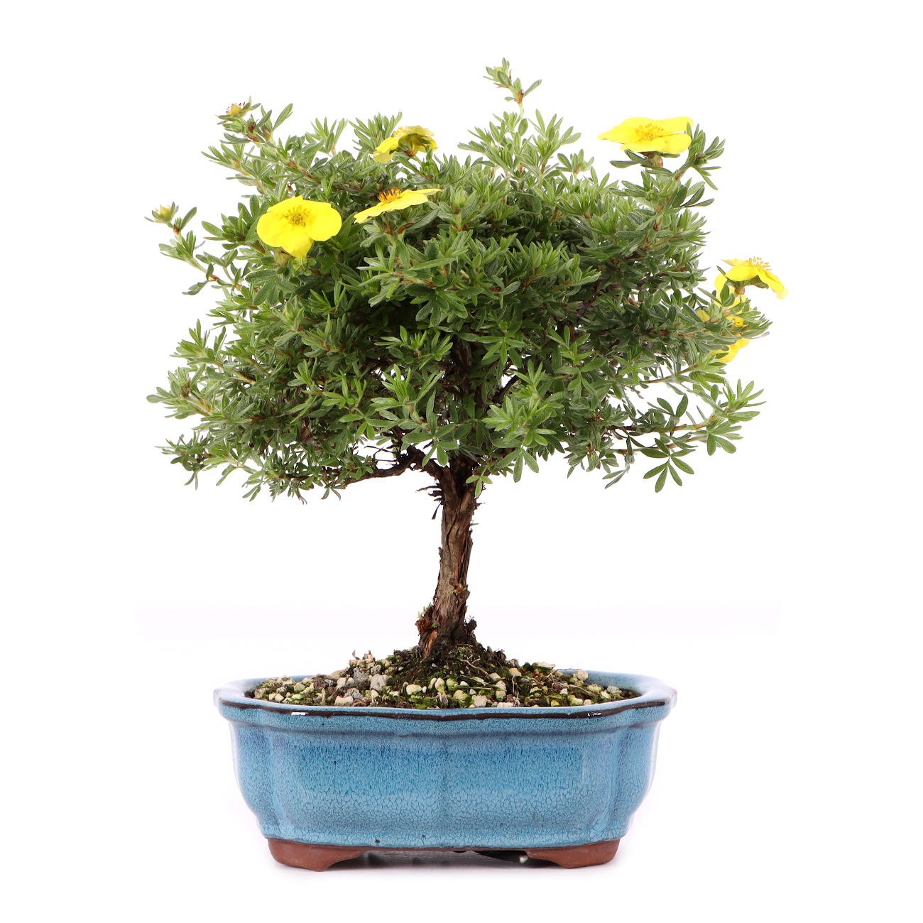 Potentilla fruticosa 'Kobold'