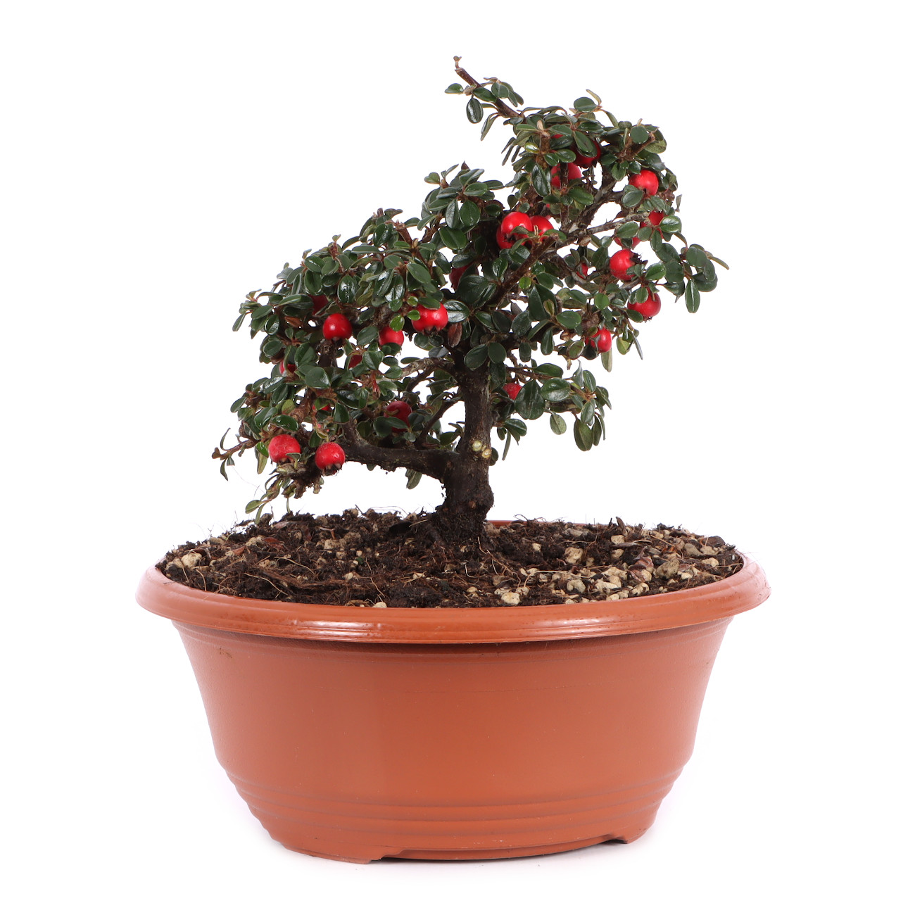 Cotoneaster microphyllus ‘Cochleatus‘ - Dwarf Creeping Cotoneaster ‘Cochleatus‘