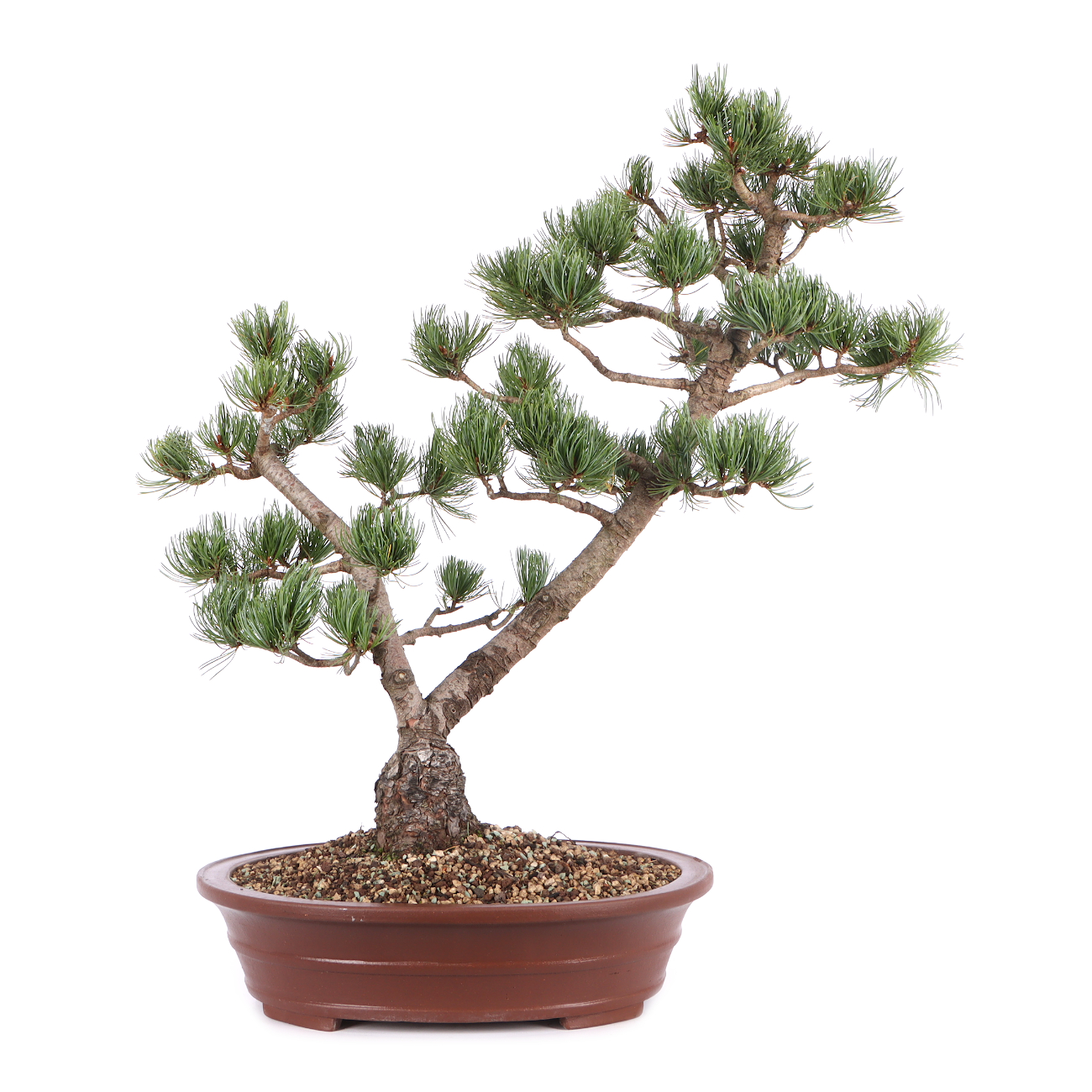 Pinus parviflora 'Glauca'