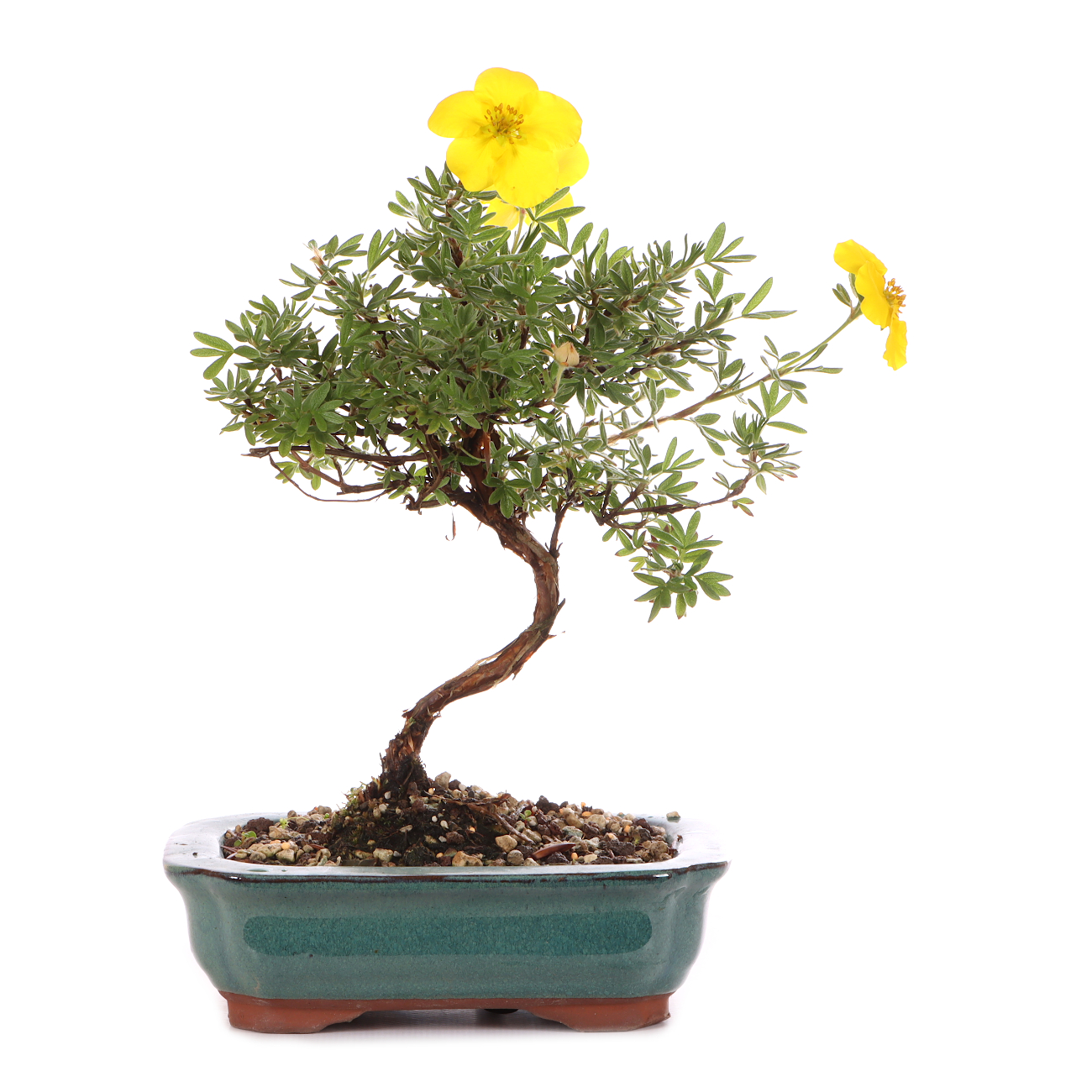 Potentilla fruticosa 'Goldteppich'