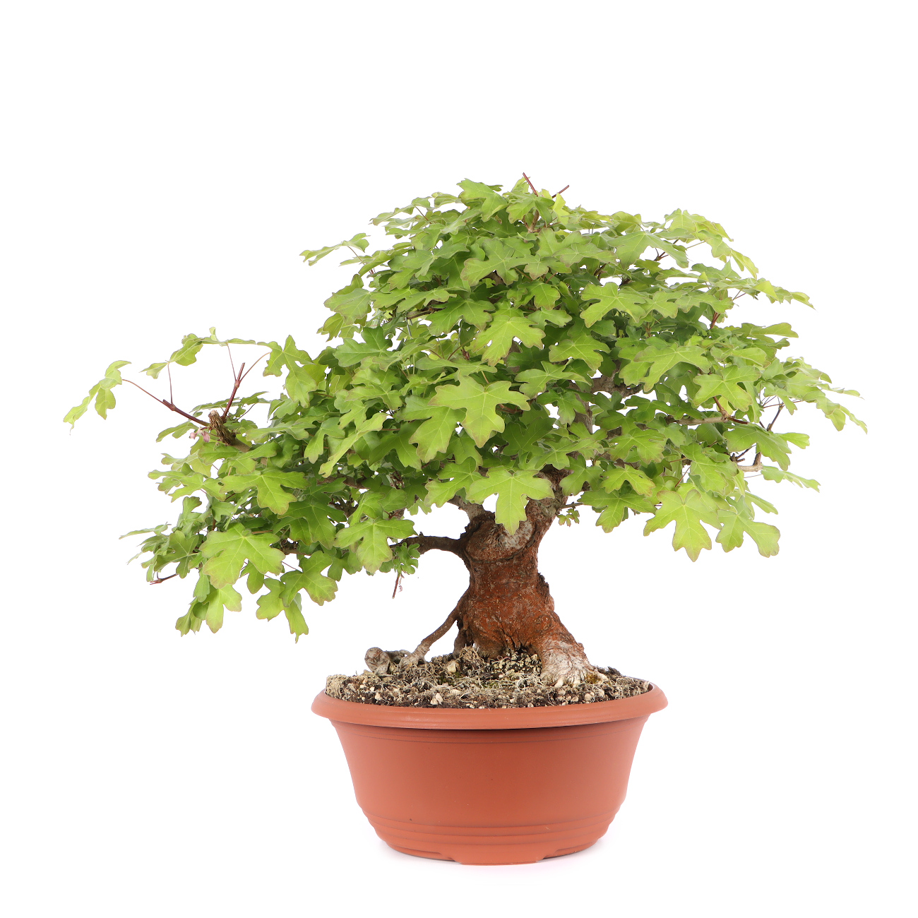 Acer campestre