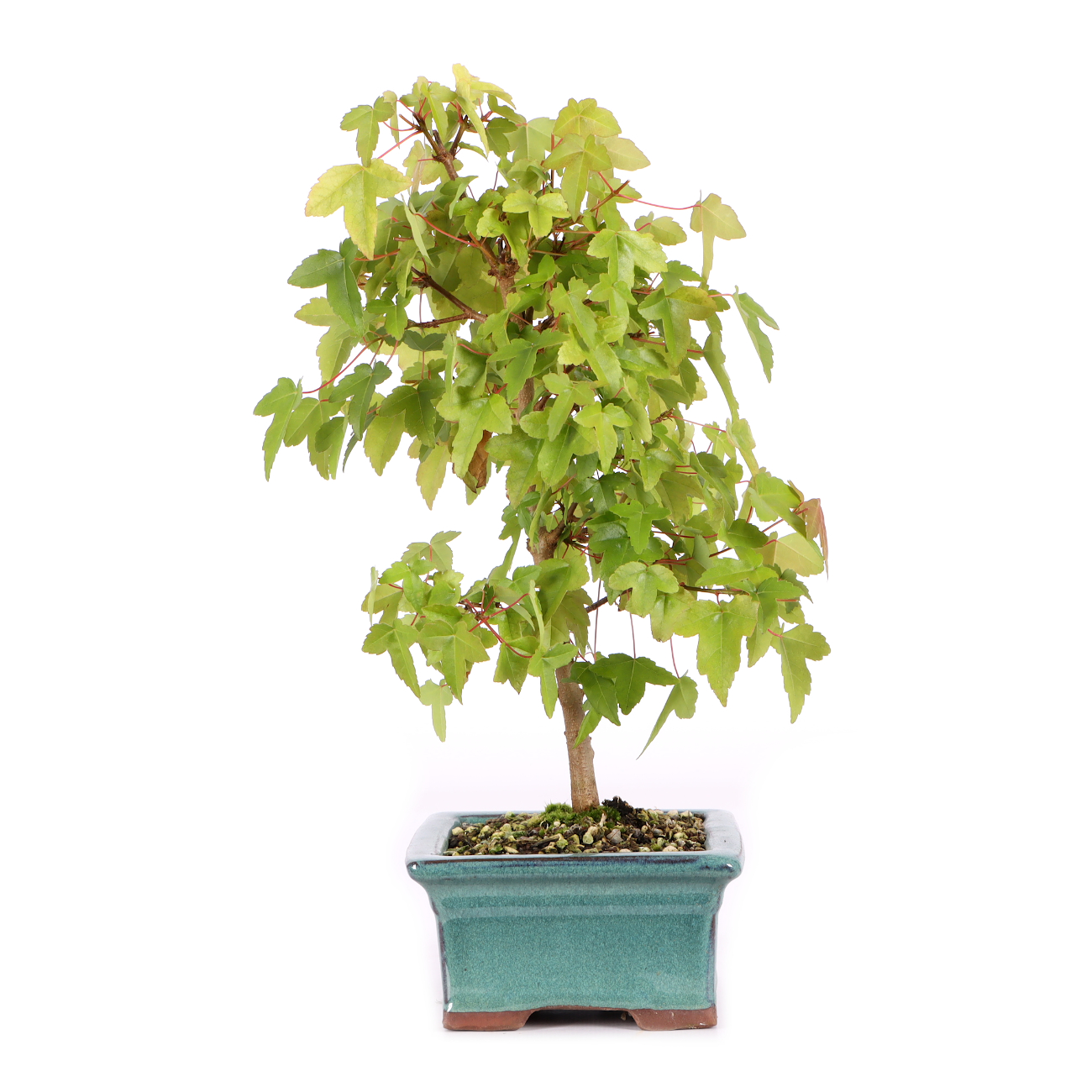 Acer buergerianum