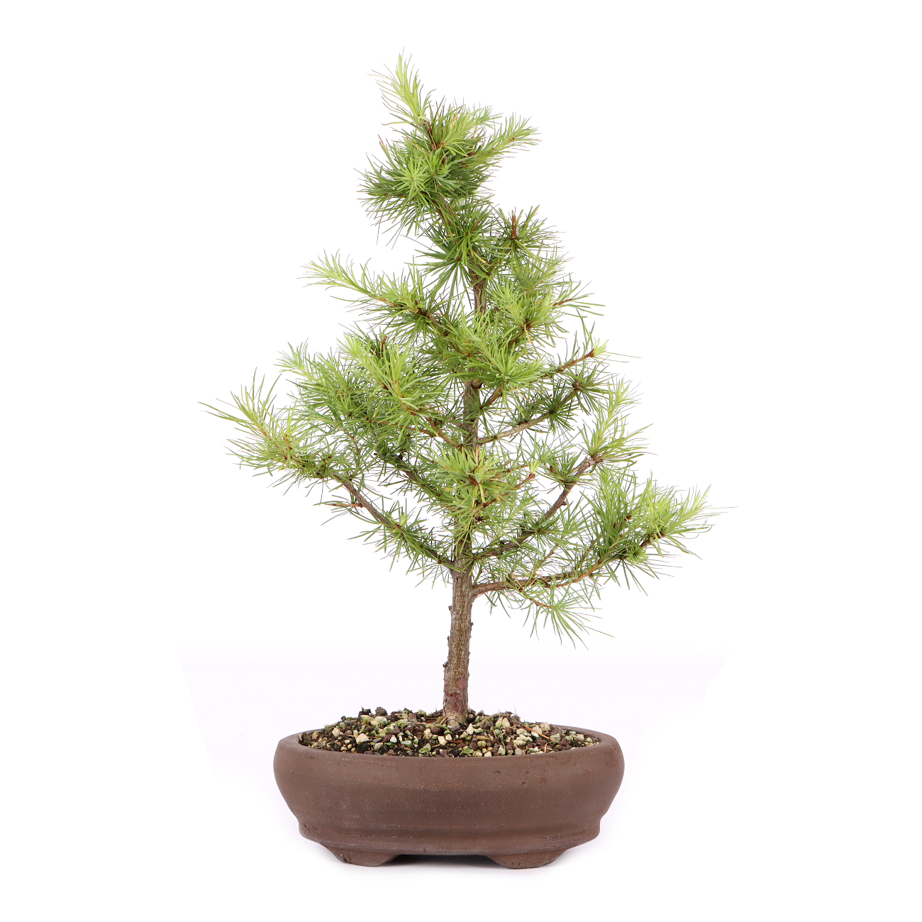 Larix kaempferi