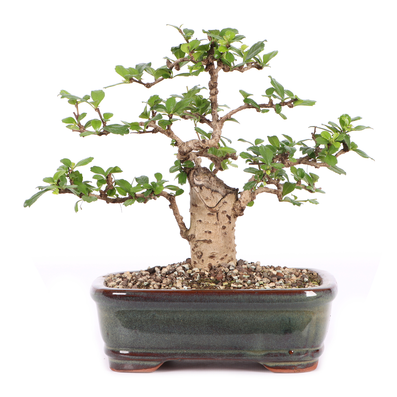 Carmona microphylla