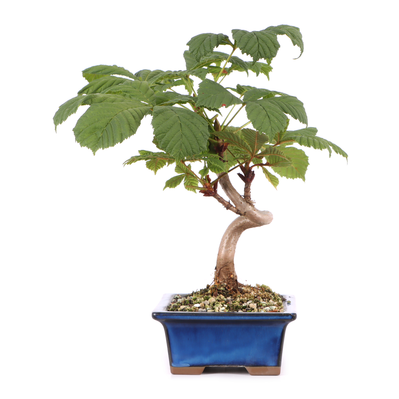 Aesculus hippocastanum