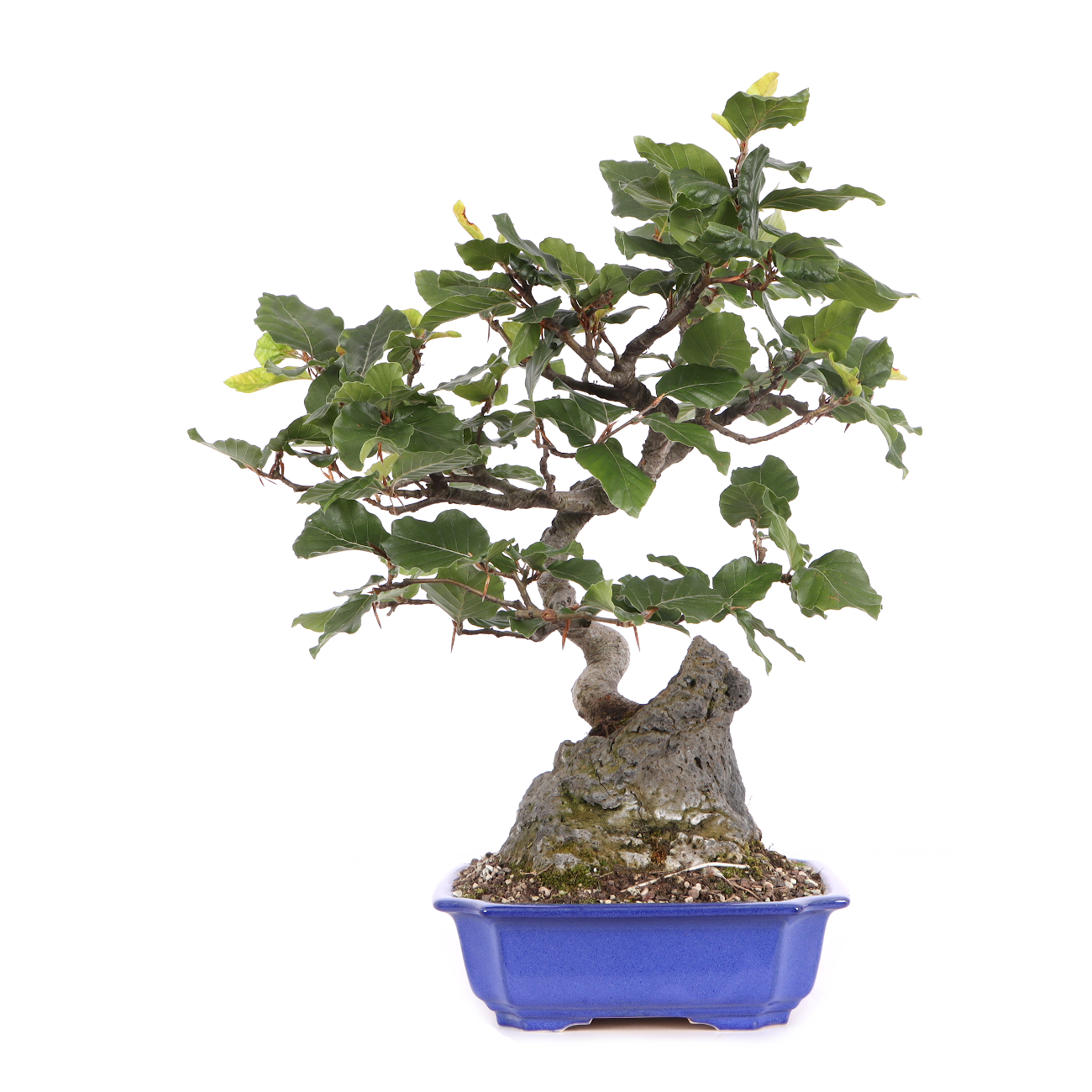 Fagus sylvatica