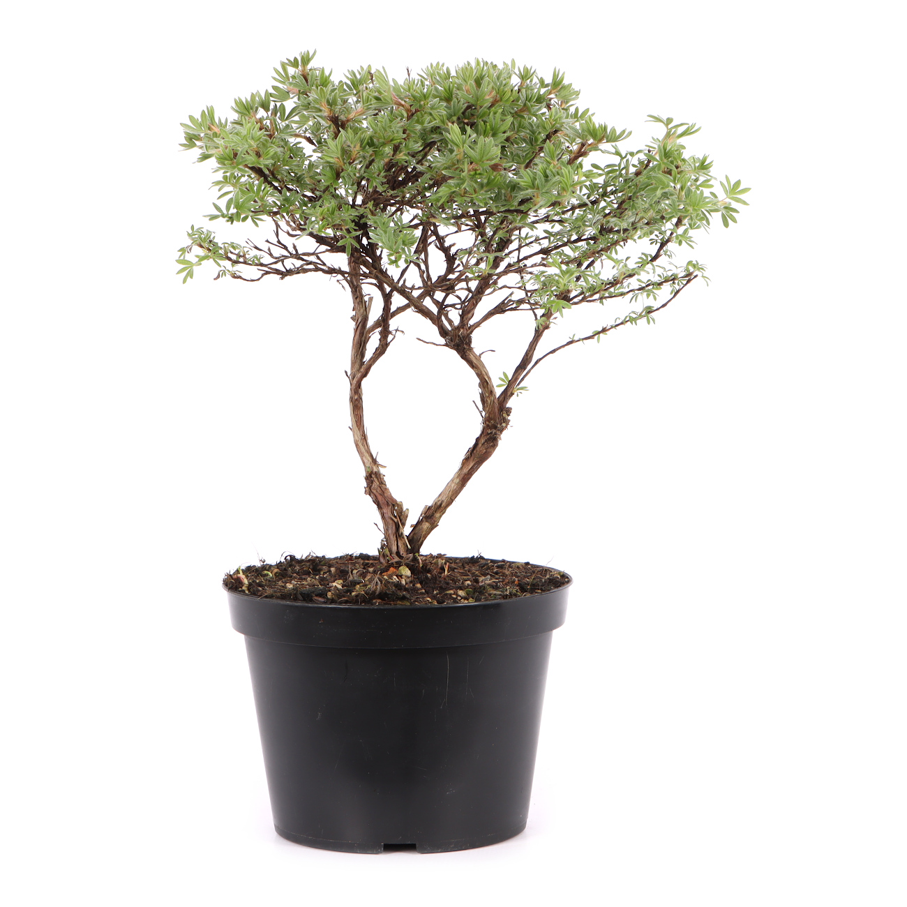 Potentilla fruticosa 'Kobold'