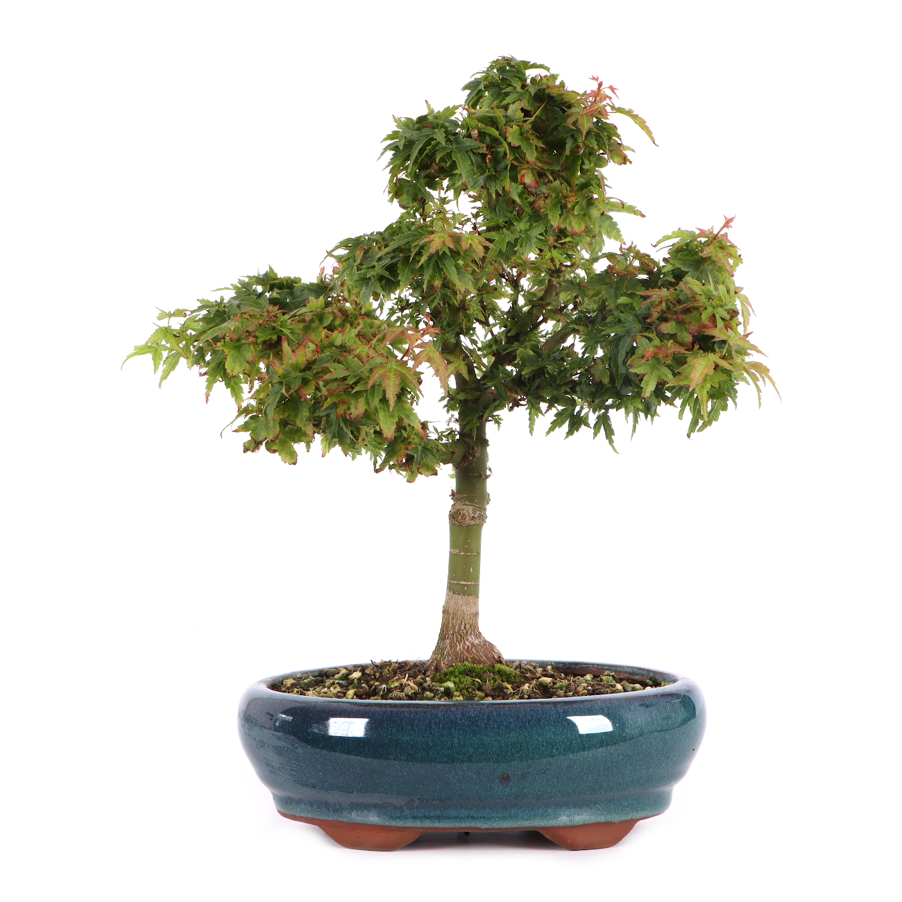 Acer palmatum 'Kotohime'