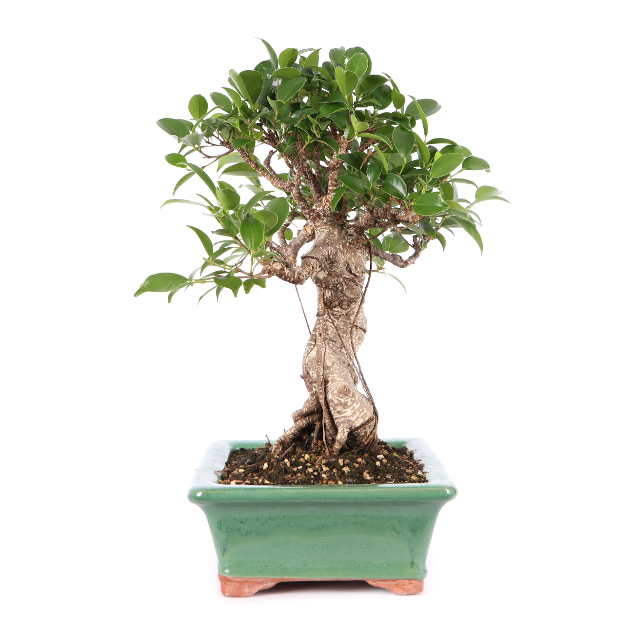 Ficus microcarpa 'Tiger Bark'