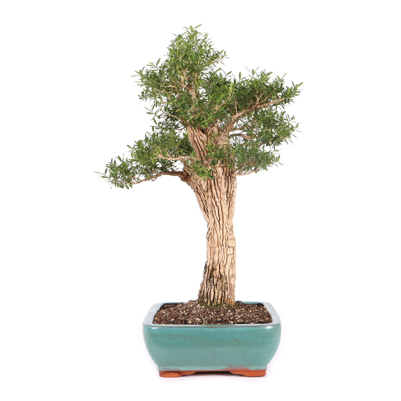 Buxus sinica var. sinica