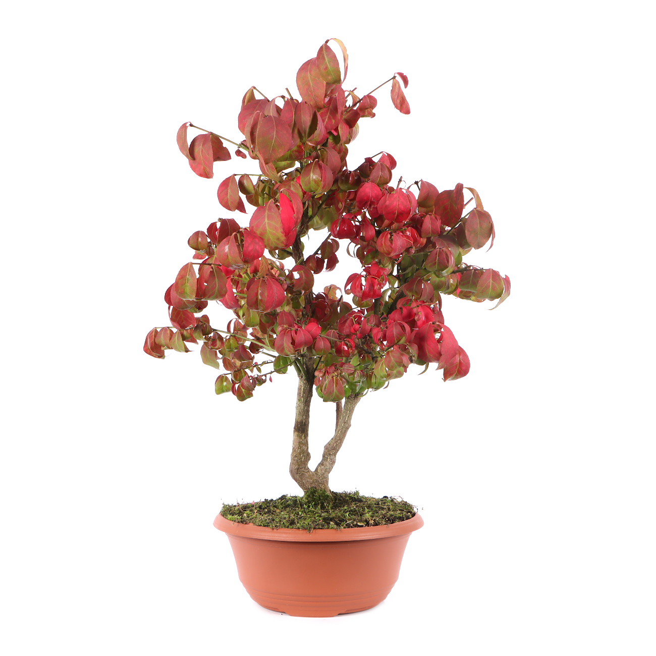 Euonymus alatus 'Compactus'