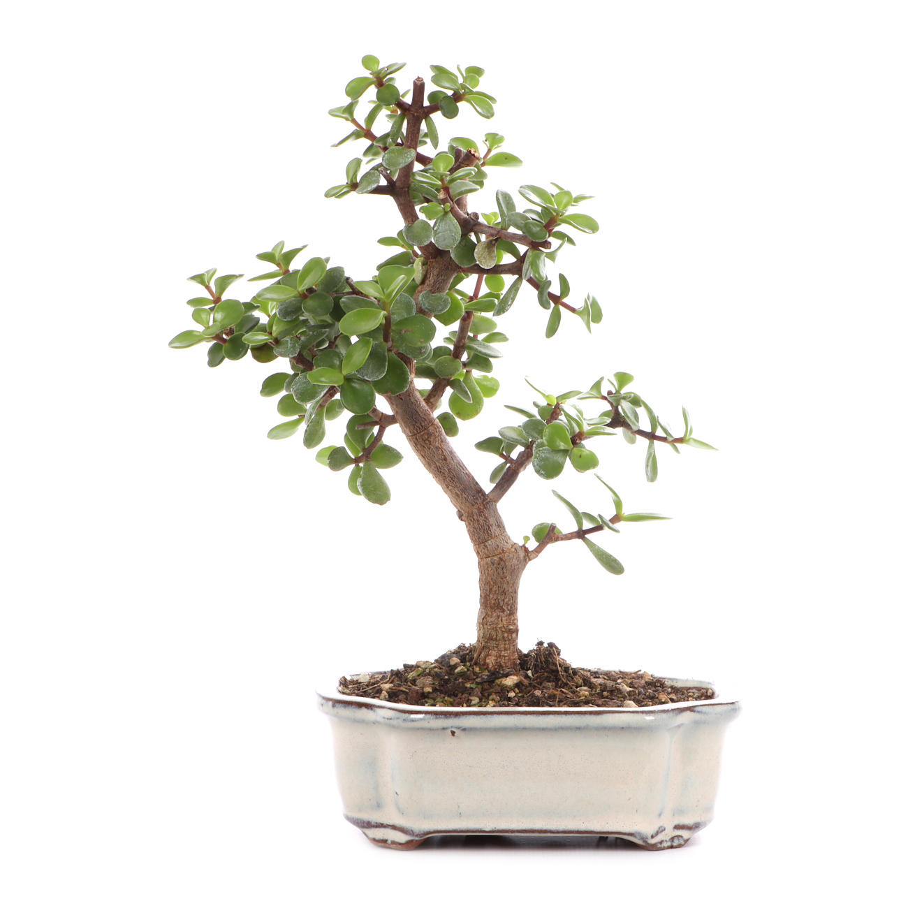 Portulacaria afra