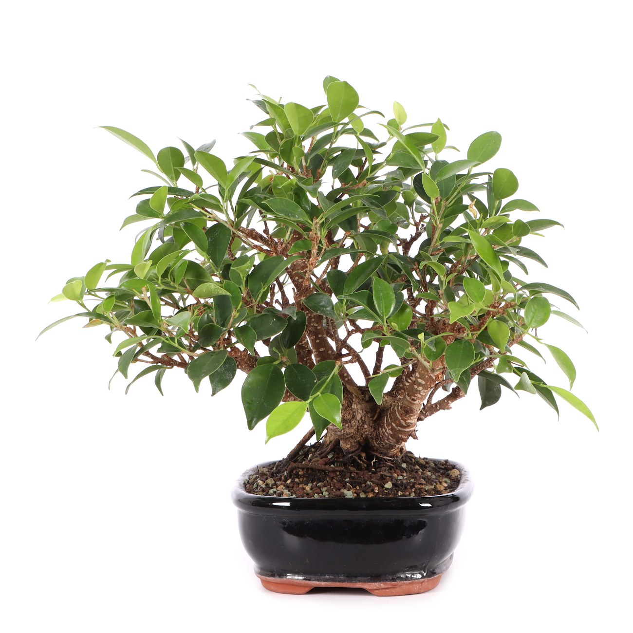 Ficus microcarpa 'Tiger Bark'