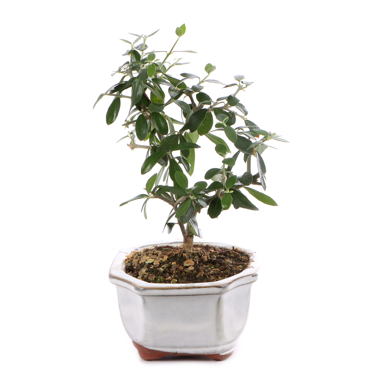 Olea europaea subsp. sylvestris